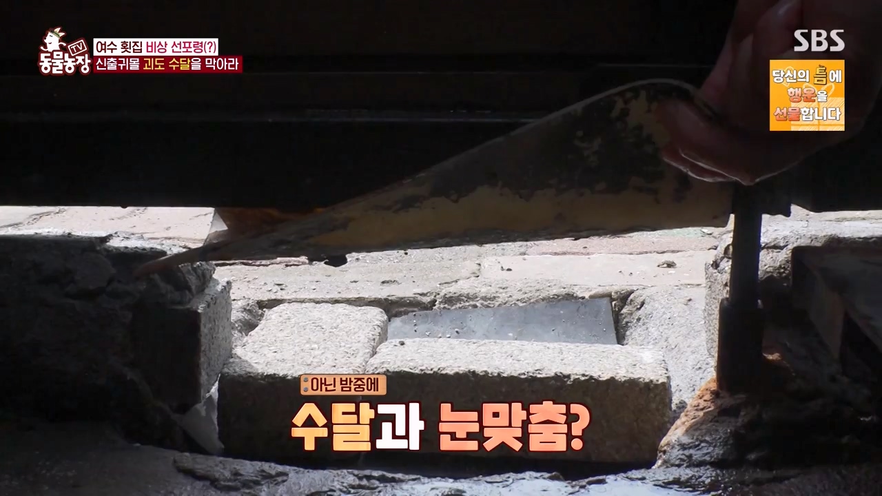 TV 동물농장.E1168.240422p-NEXT.mp4_20240421_170939.287.jpg