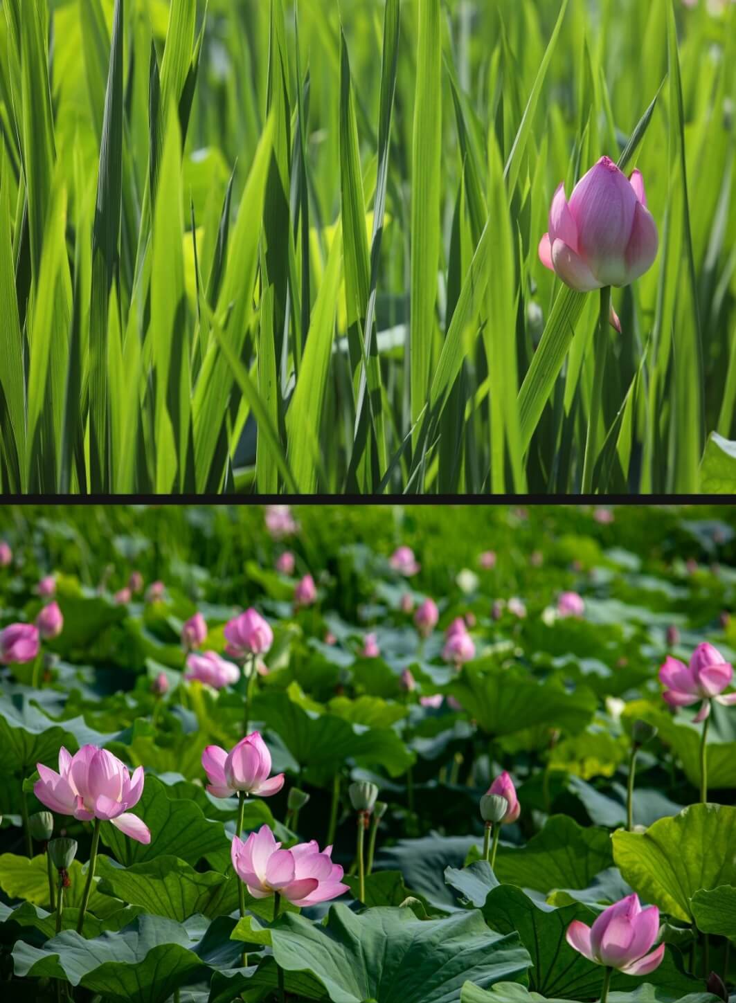 연꽃사진3