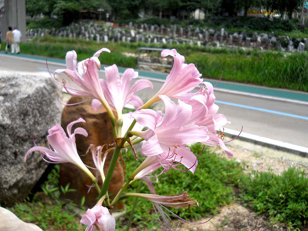 서대문구 홍제천(hongjecheon)의 꽃들