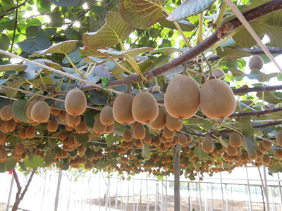 키위 효능 10가지 23