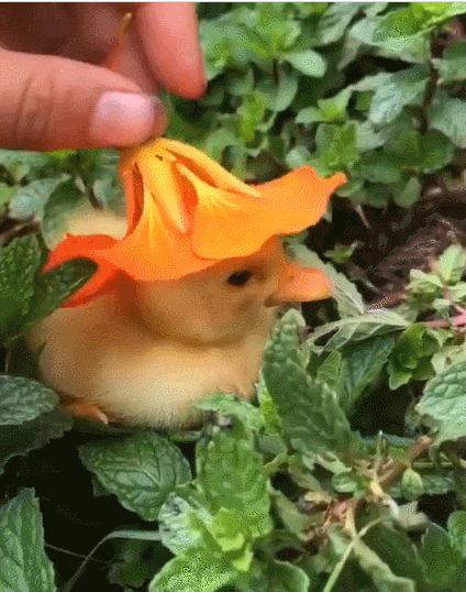  마음을 정화시켜주는 영상 VIDEO: Why you should have an animal