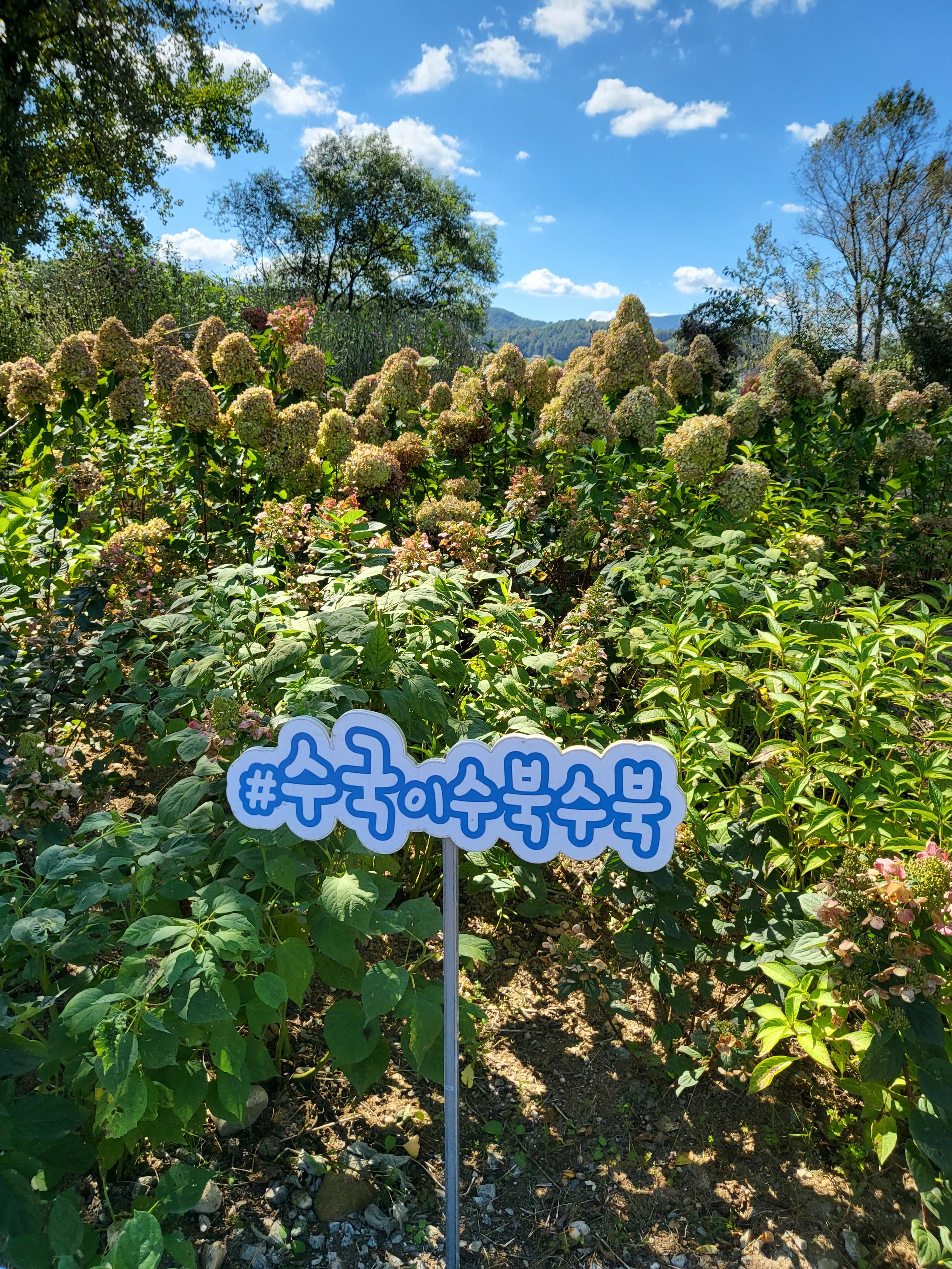 [가평가볼만한곳]가평 자라섬 남도꽃정원