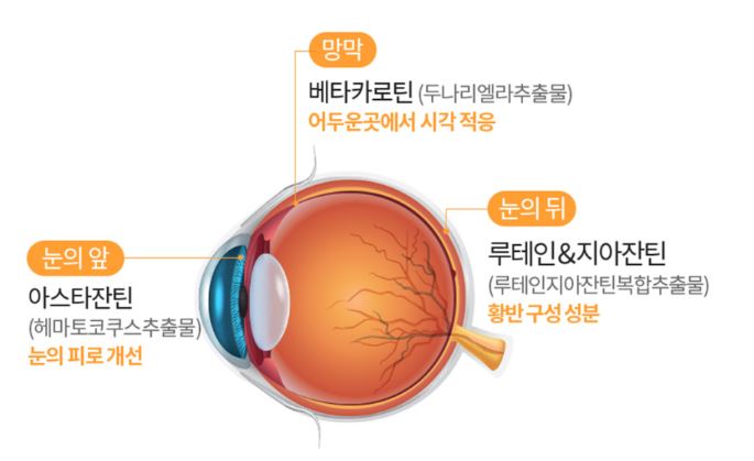 닥터파이토 루테인