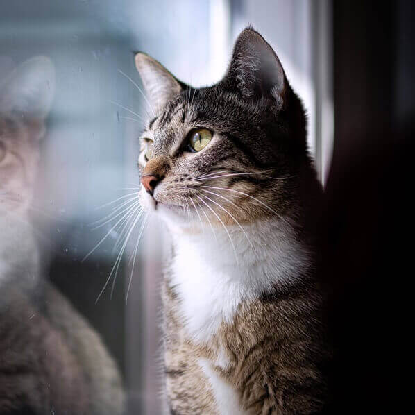 창-밖을-바라보고-있는-고양이