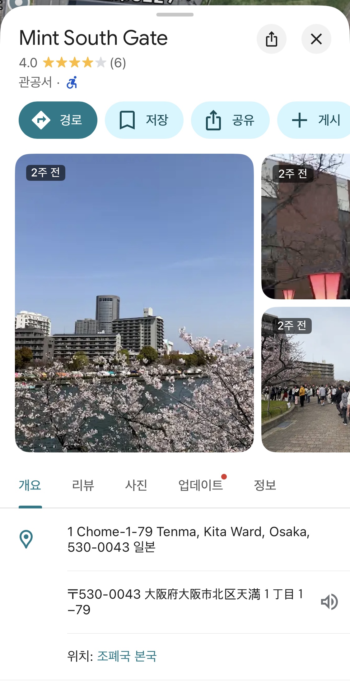 [일본 오사카] 조폐국 본국 벚꽃 통과하기 축제 후기 Cherry Blossom Viewing in Mint Osaka Japan