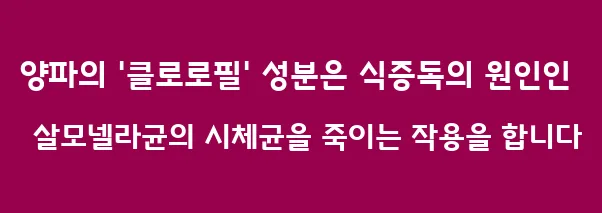 양파의 '클로로필' 성분은 식중독의 원인인 살모넬라균의 시체균을 죽이는 작용을 합니다