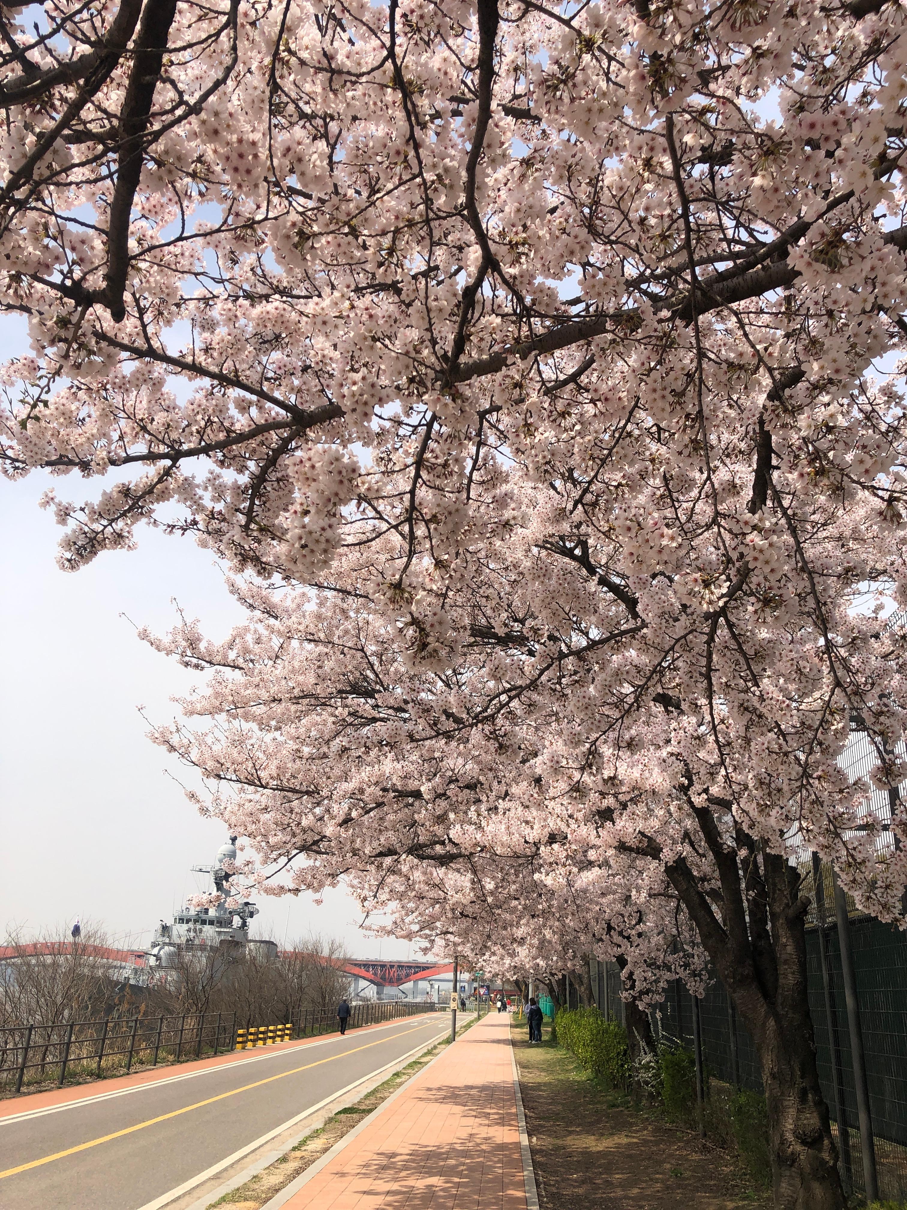 alt=&quot;포근한 봄 햇살 속, 벚꽃 아래에서의 힐링 시간&quot;