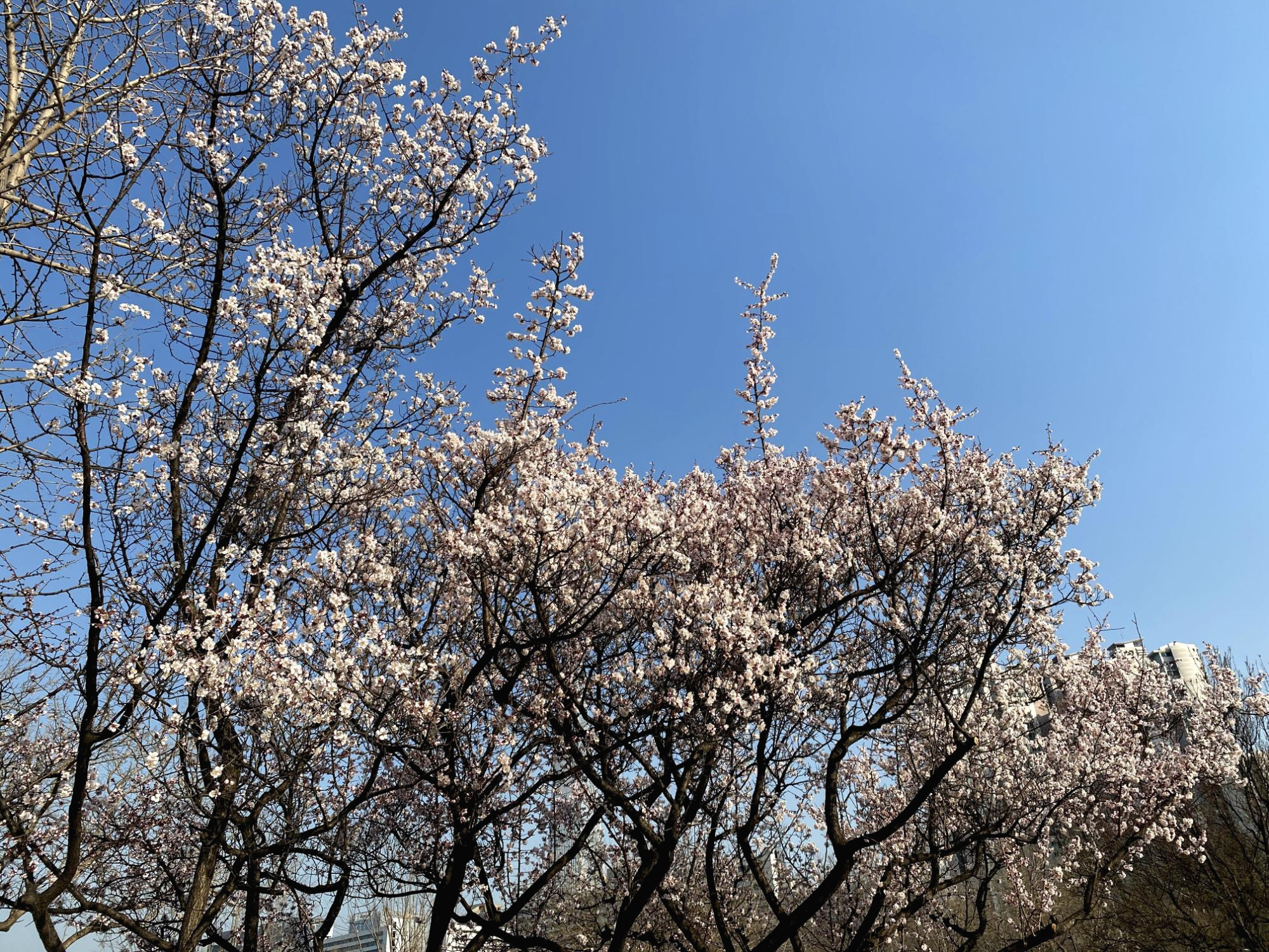  2020.03.30 산책