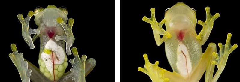 몸 속이 다 보이는 시스루 개구리...에콰도르에서 두 종 발견 VIDEO: Incredible video showing heartbeat of a &#39;transparent&#39; Mashpi frog