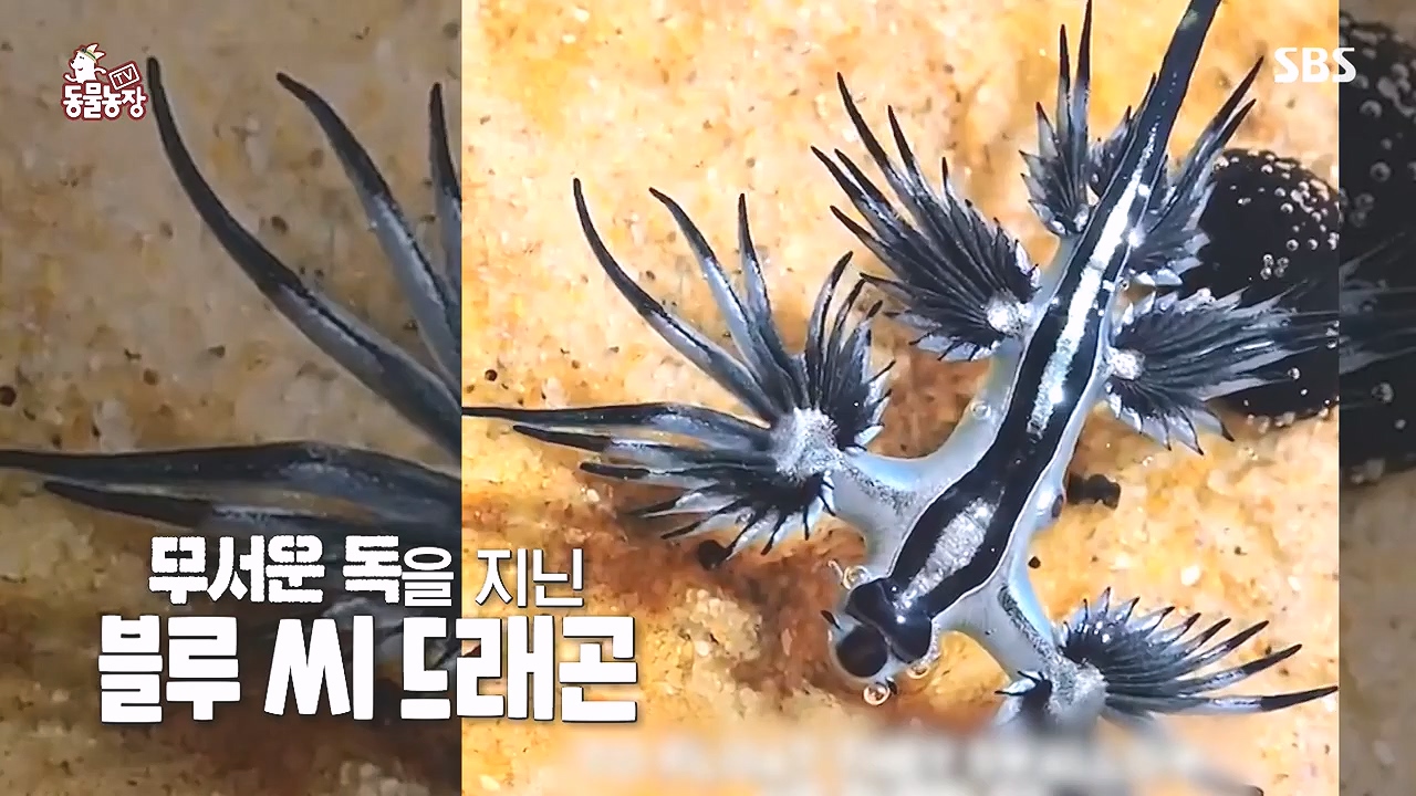 TV 동물농장.E1153.240108p-NEXT.mp4_20240107_173816.854.jpg
