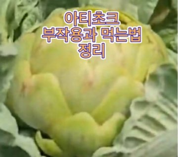 아티초크_먹는법_부작용
