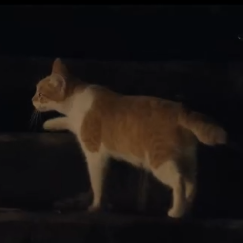  피의 게임2 고양이 귀엽네요