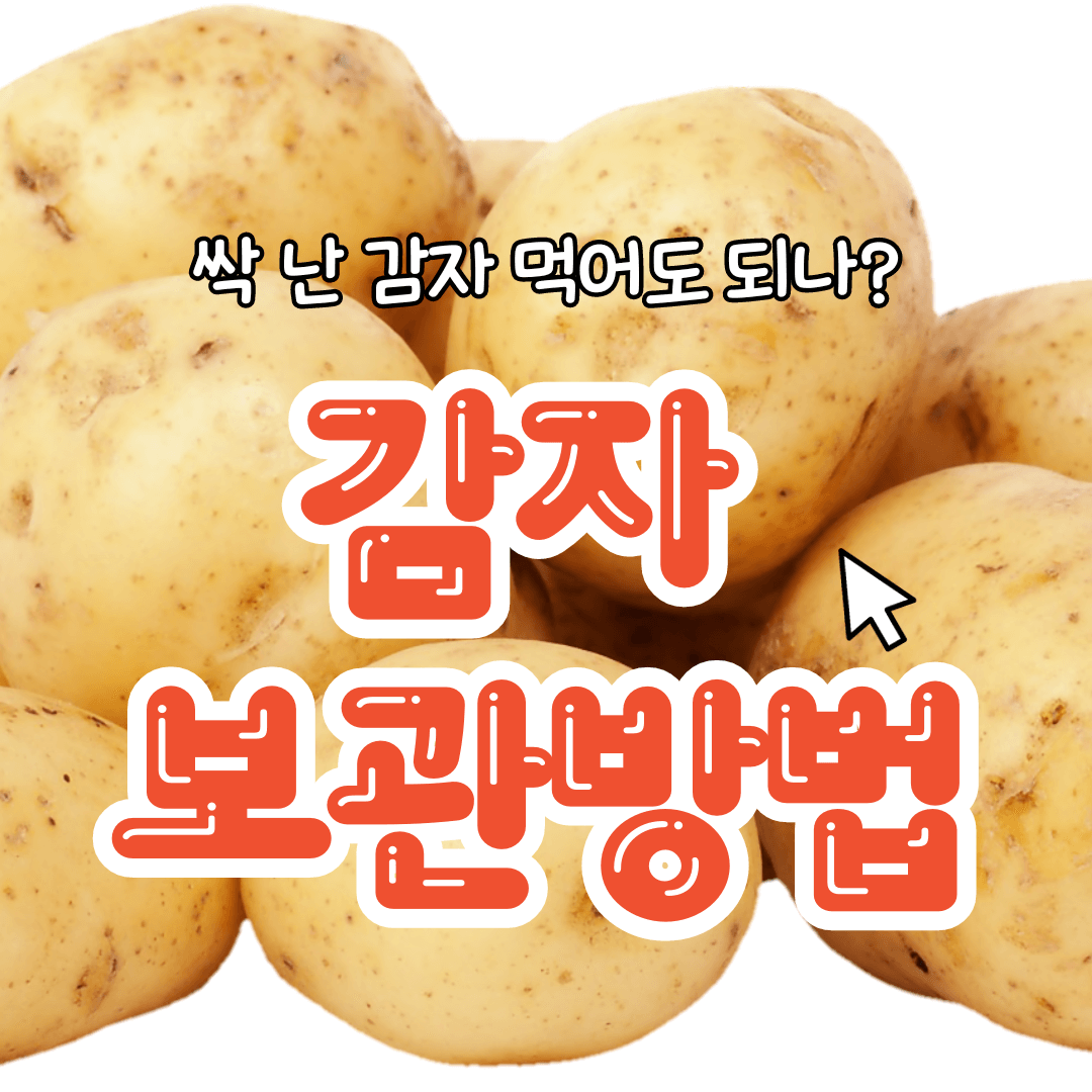 싹 난 감자 먹어도 되나? 감자 보관방법