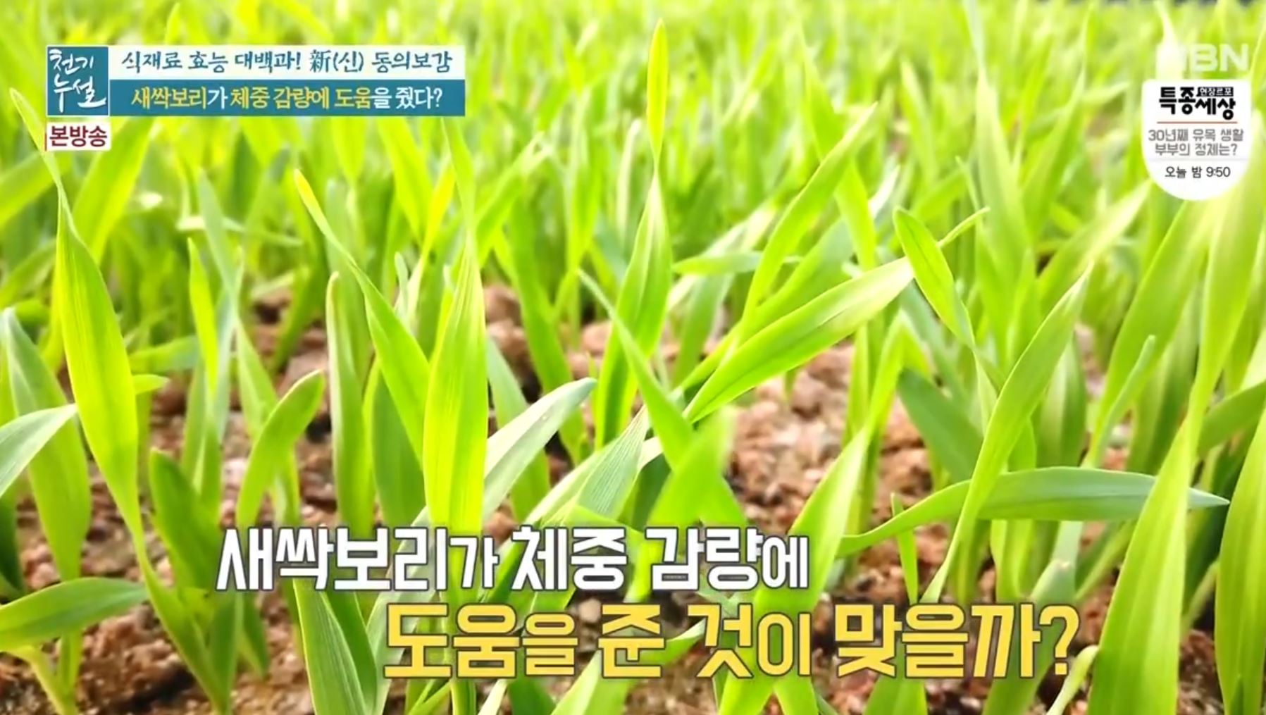  새싹보리 효능 지방잡는염증해독제 새싹보리 섭취방법 새싹보리셰이크,무침레시피 부작용 & 골다공증 개선 오디효능과 먹는방법 오디손질법 고르는법 보관법 섭취시주의사항