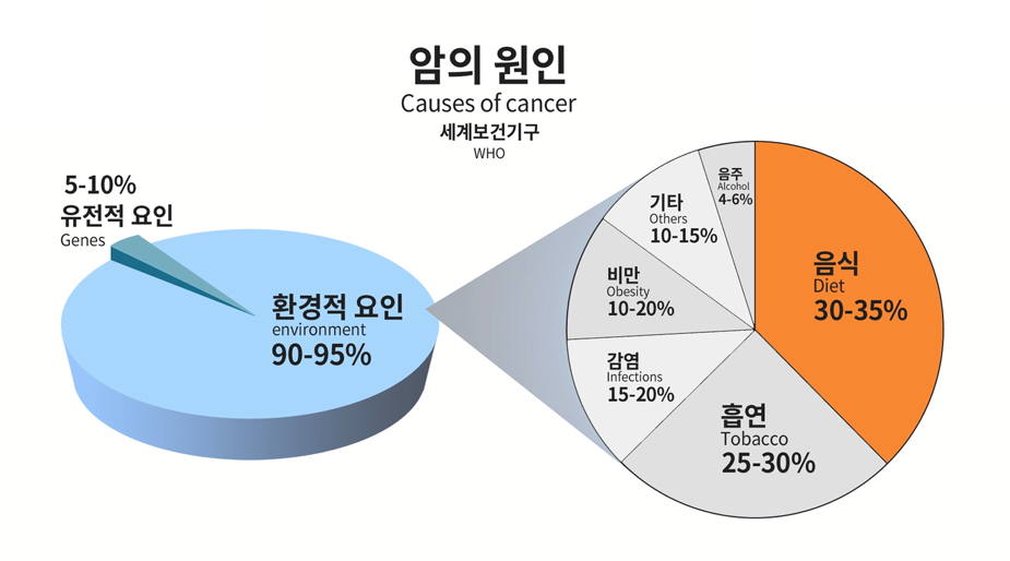  암의 원인