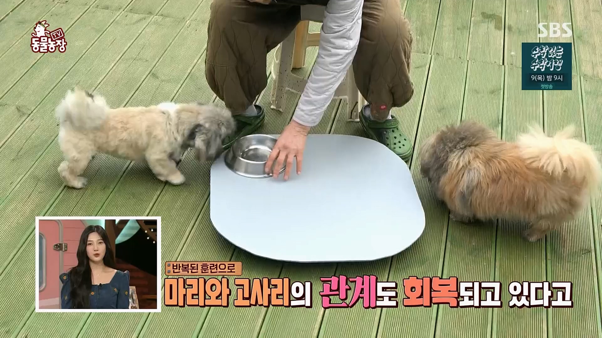TV 동물농장.E1110.230305p.H264-F1RST.mp4_20230305_183204.852.jpg