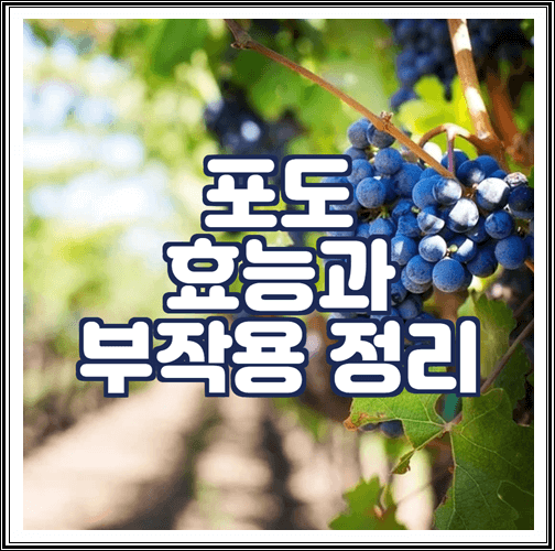  포도 효능과 부작용 정리