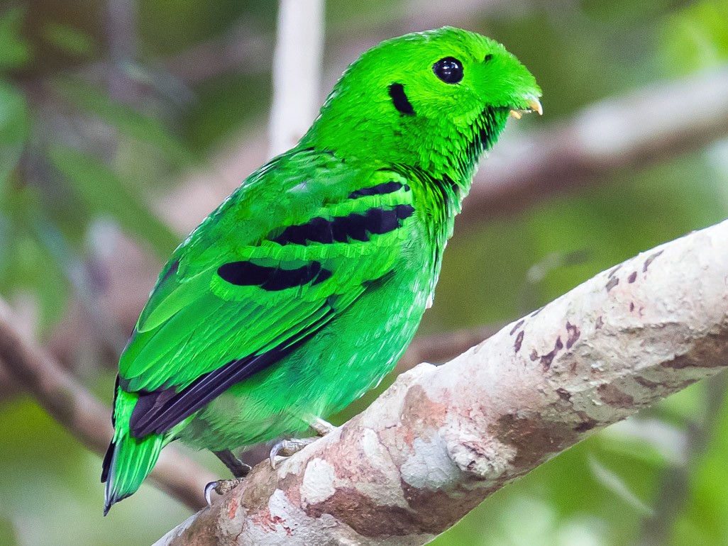 [새] 아시아푸른넓적부리새 Calyptomena viridis