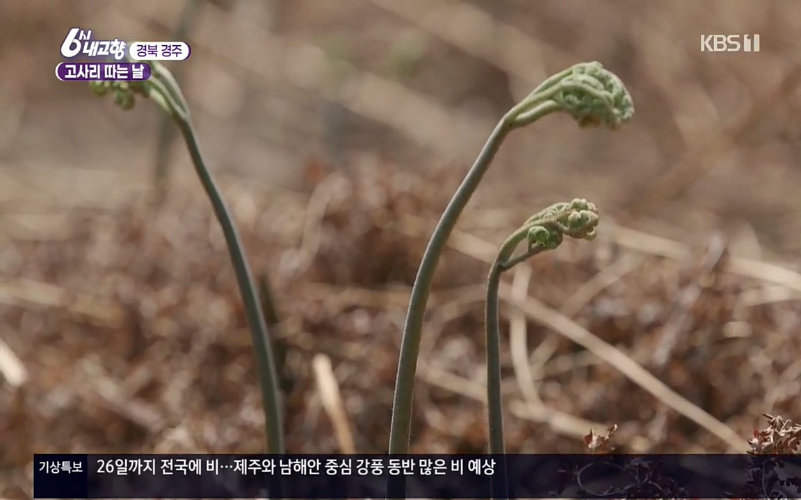 6시 내고향.E7518.220426p.H264-F1RST.mp4_20220504_185145.037.jpg