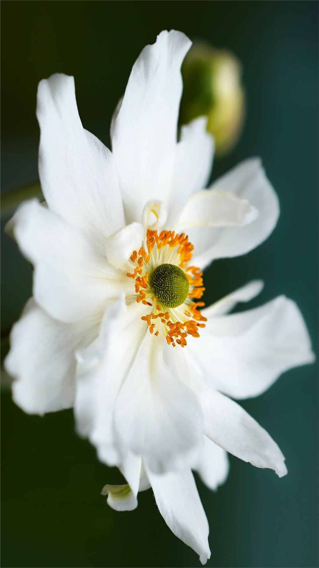 Anemone Flower iPhone Wallpaper