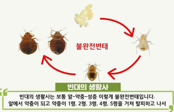 빈대퇴치법-물렸을때-증상