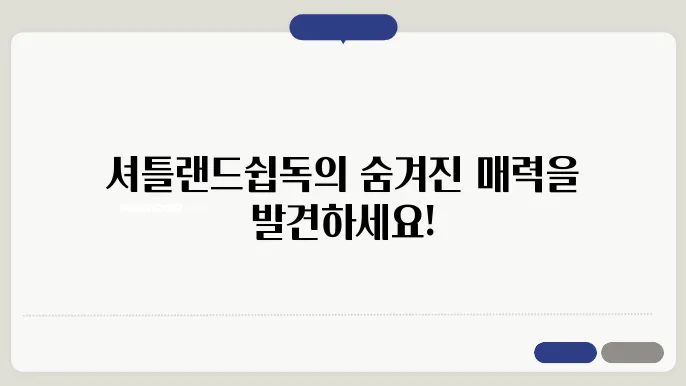 셔틀랜드쉽독 특징 알아보기