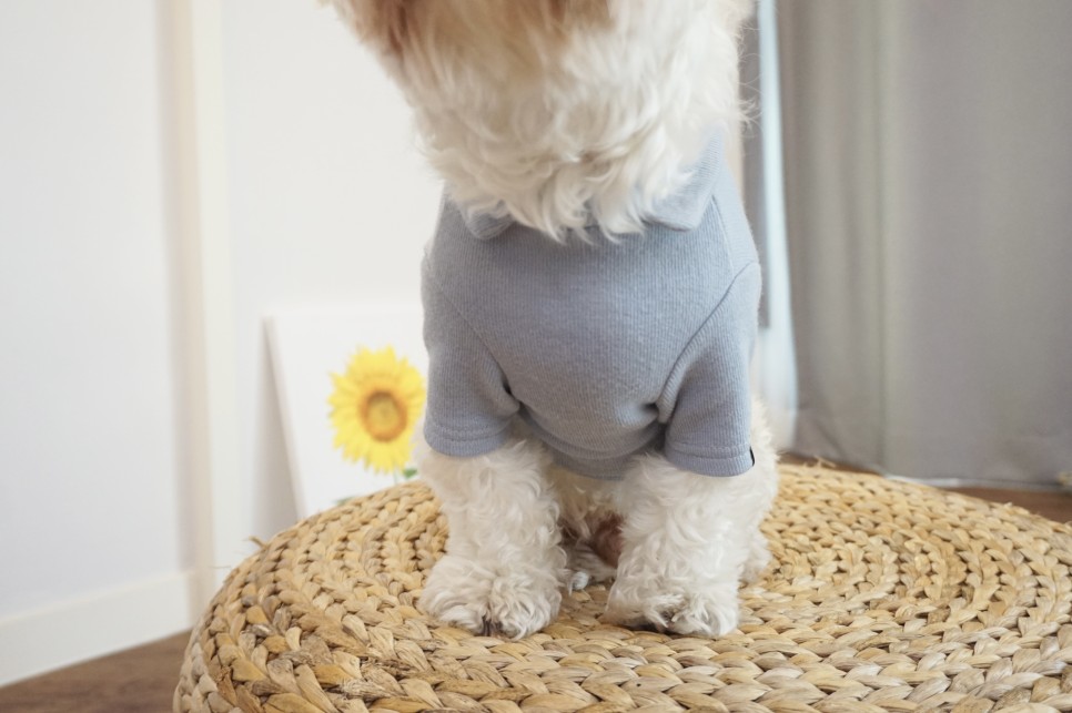 옷 쇼핑몰 강아지옷 쇼핑몰예쁜 18