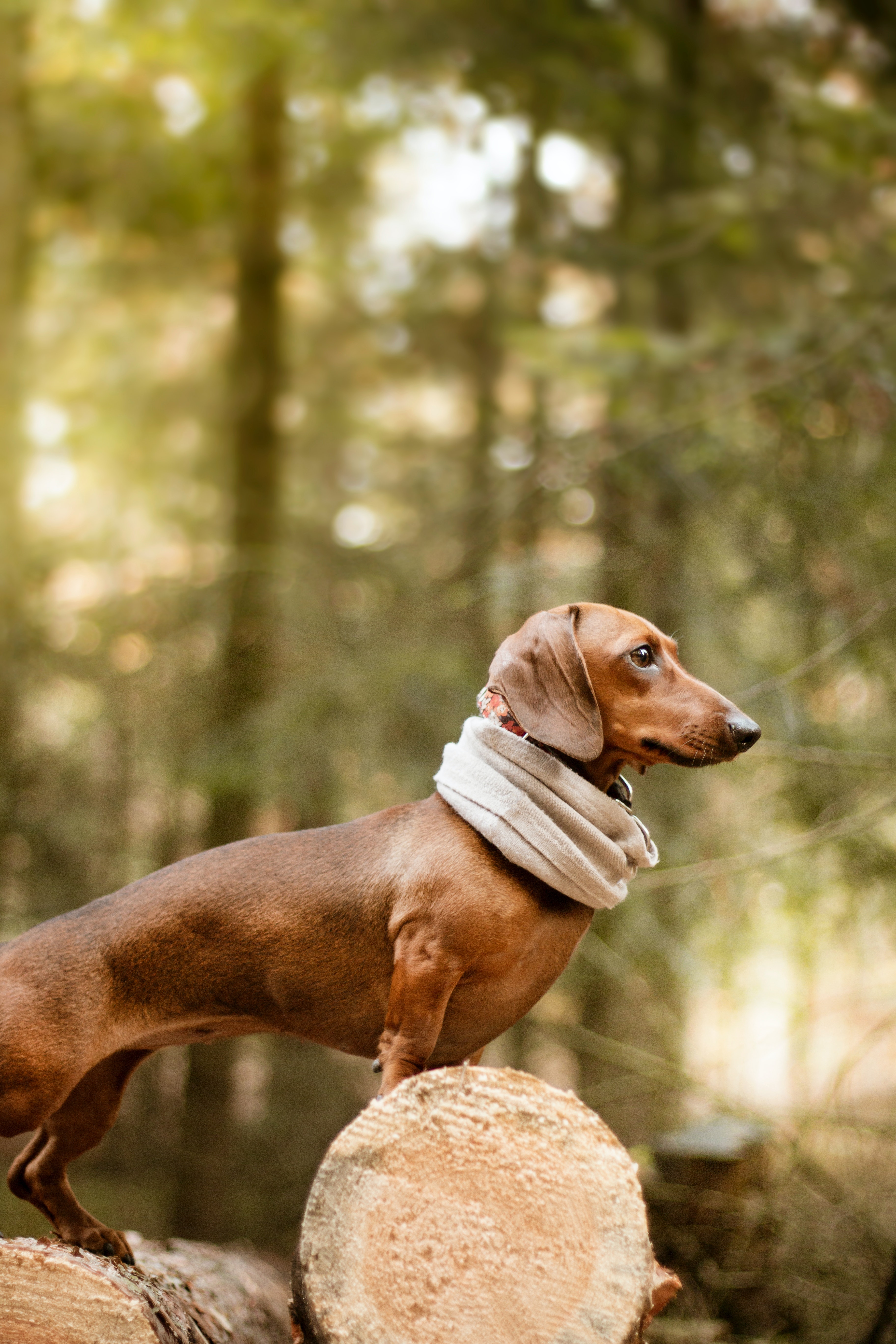 닥스훈트(DACHS HUND) 이미지