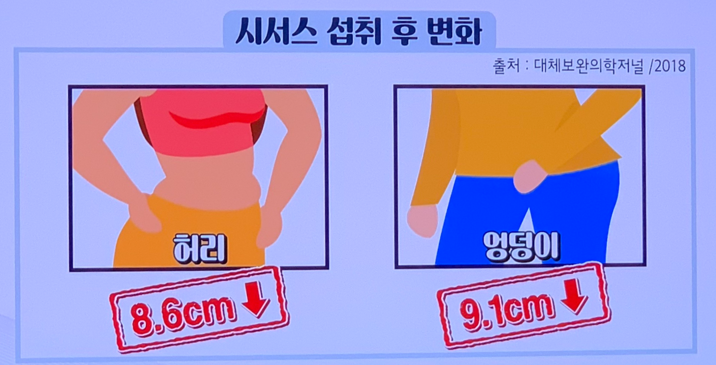 시서스-다이어트-효과