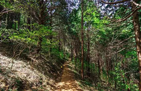 봉래산삼나무숲