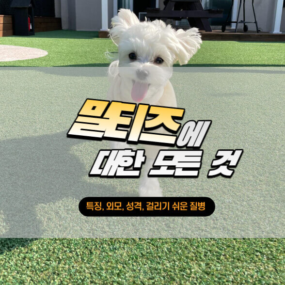 말티즈에-대한-모든-것