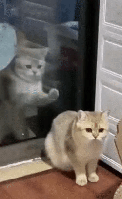  냥체이탈.gif