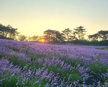 고창 청농원 라벤더 축제_27