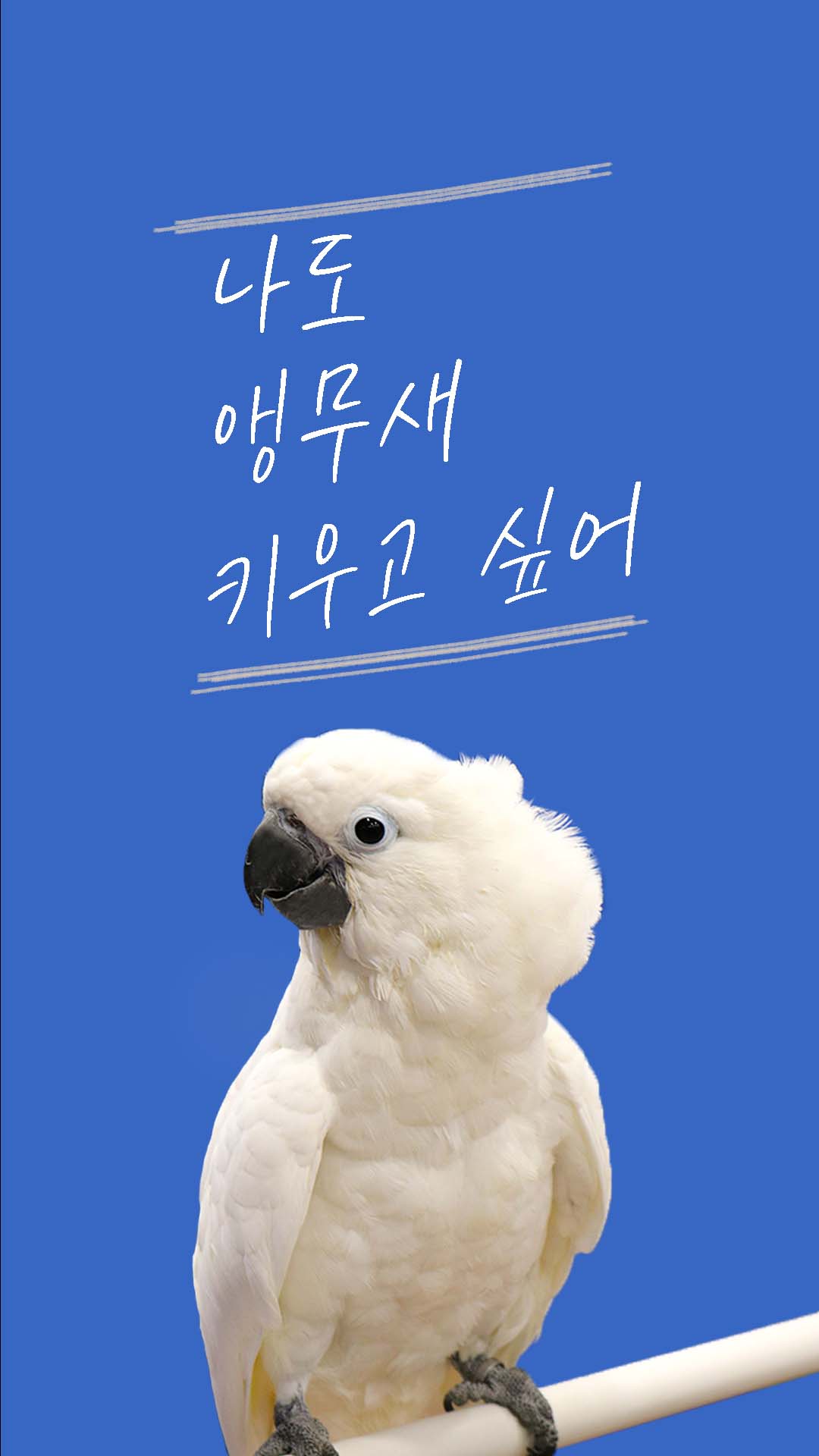  엄브렐라 코카투 : 크기, 몸무게, 수명, 생김새, 사육 및 먹이 가이드