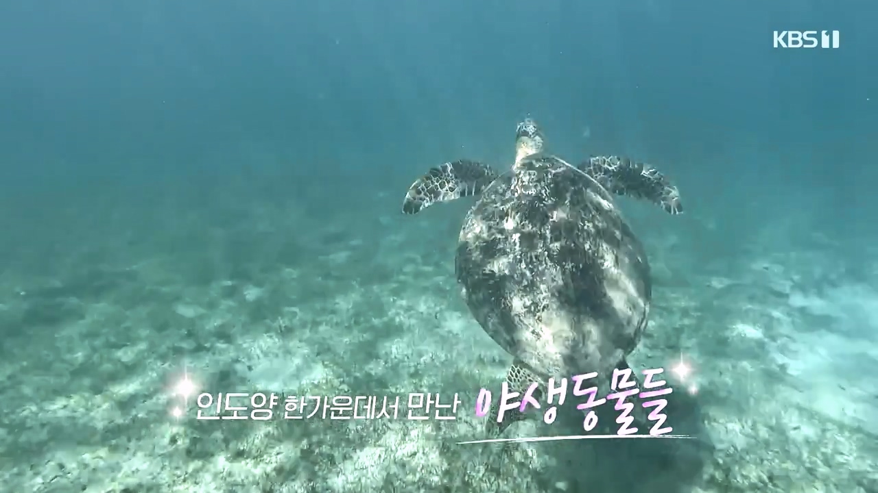 걸어서 세계속으로.E814.231022p-NEXT.mp4_20231022_164349.373.jpg