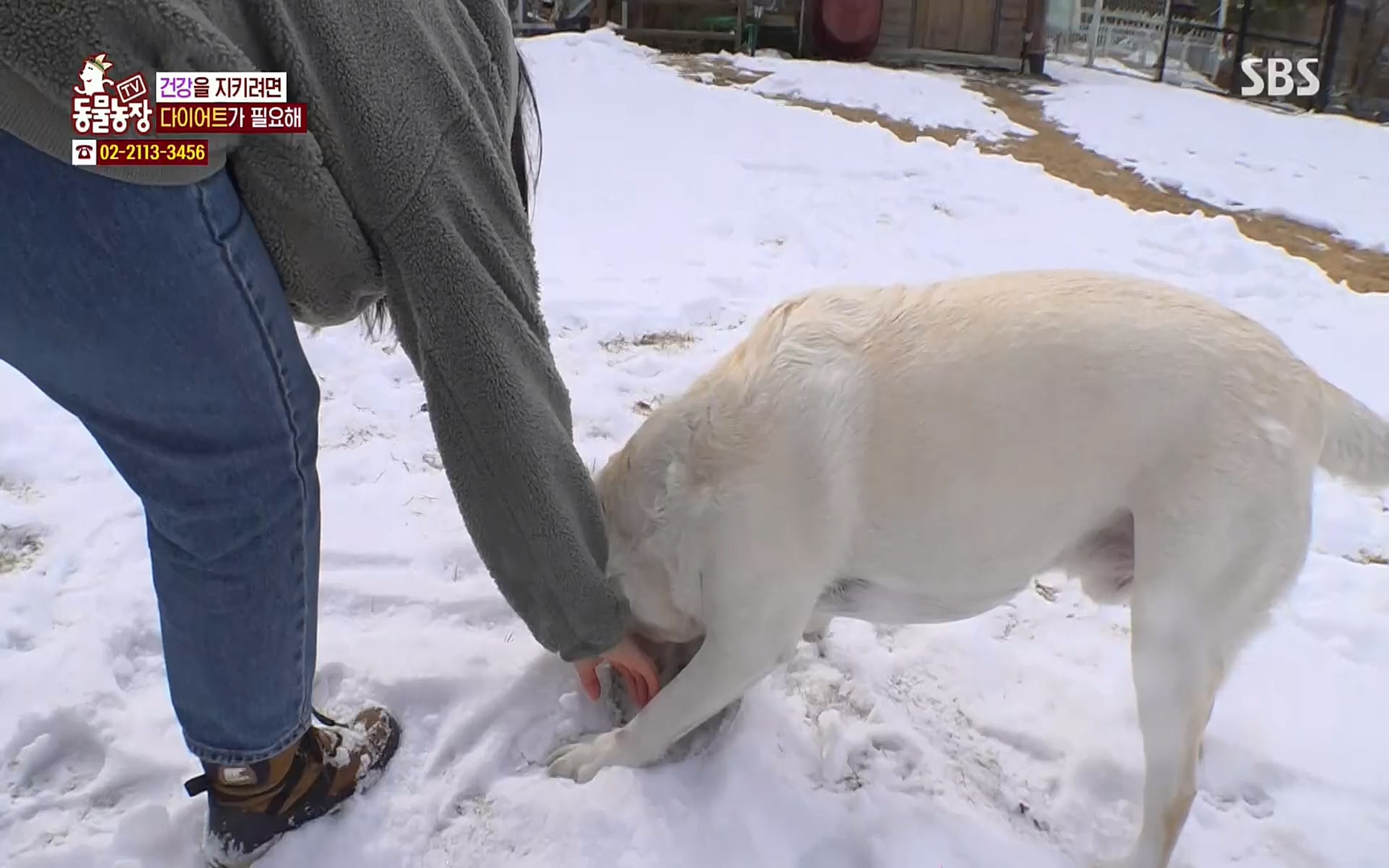 TV 동물농장.E1062.220327p.H264-F1RST.mp4_20220327_174416.626.jpg