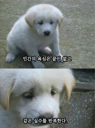 인간의 욕심은 끝이 없고 같은 실수를 반복한다 짤방 밈 모음집
