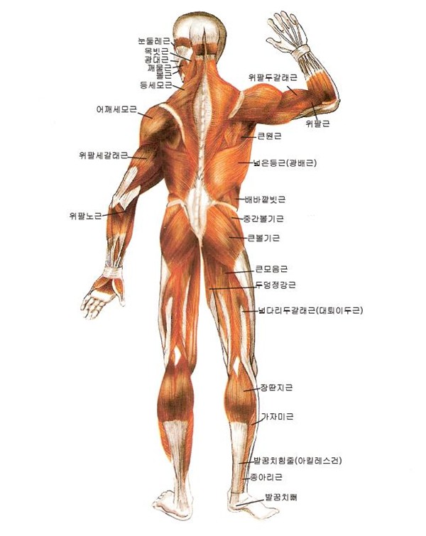  (해부학) 근육계통 등 가슴 배 근육각론