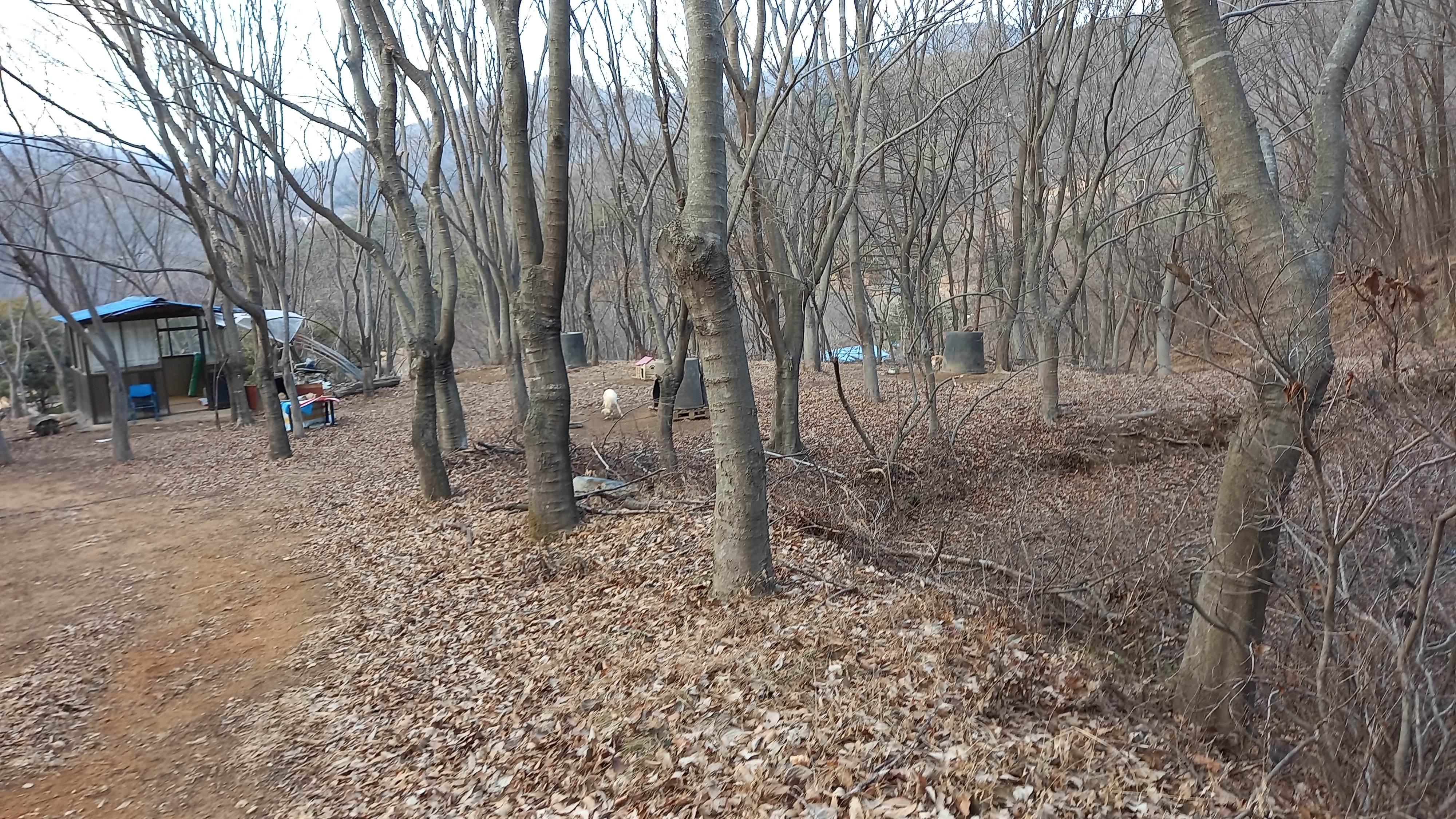 영상일기/20230216/나대자연 36