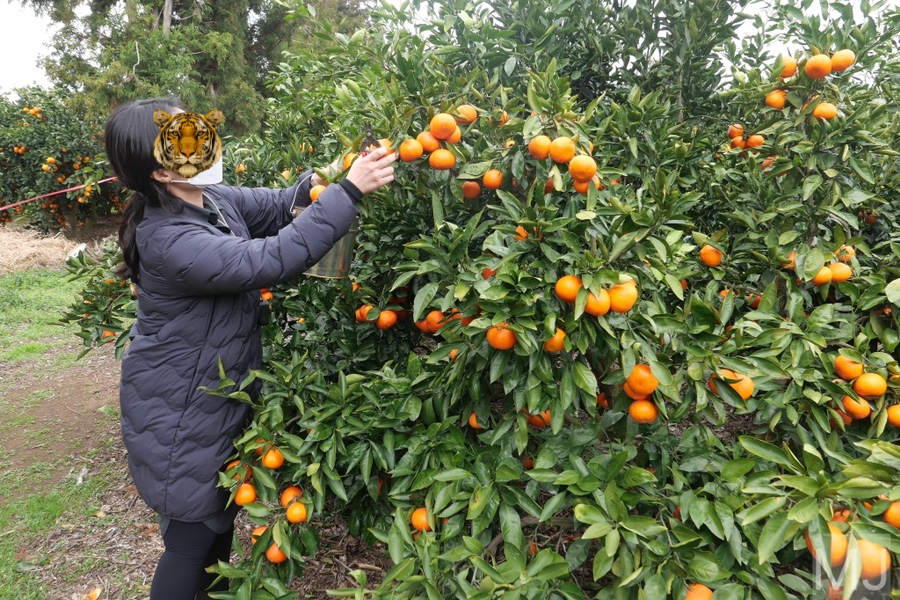 어린왕자 체험 in 감귤밭 카페 53