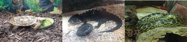 서울어린이대공원 동물원 동물들 - 파충류