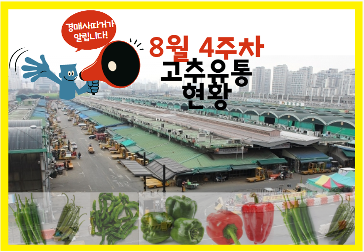  [경매사 주간보고] 가락시장 고추경매 이야기 (8월 4주차)