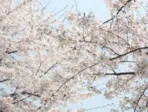 여의도-윤중로-3