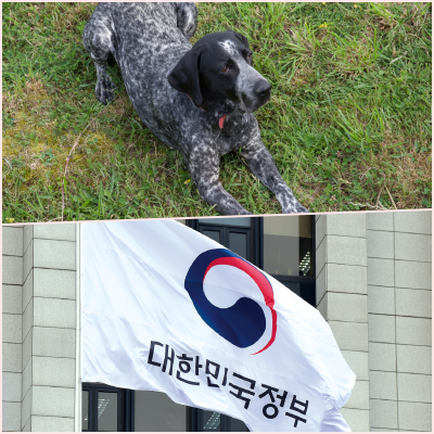  맹견 사육하려면 국가 허락 받아야 한다.