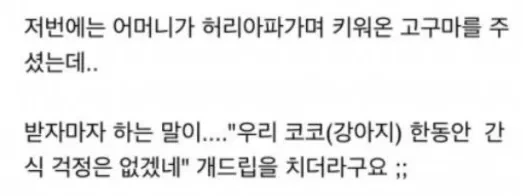 어머니가 싸다주신 음식을 개밥으로 준 와이프ㄷㄷㄷ 11