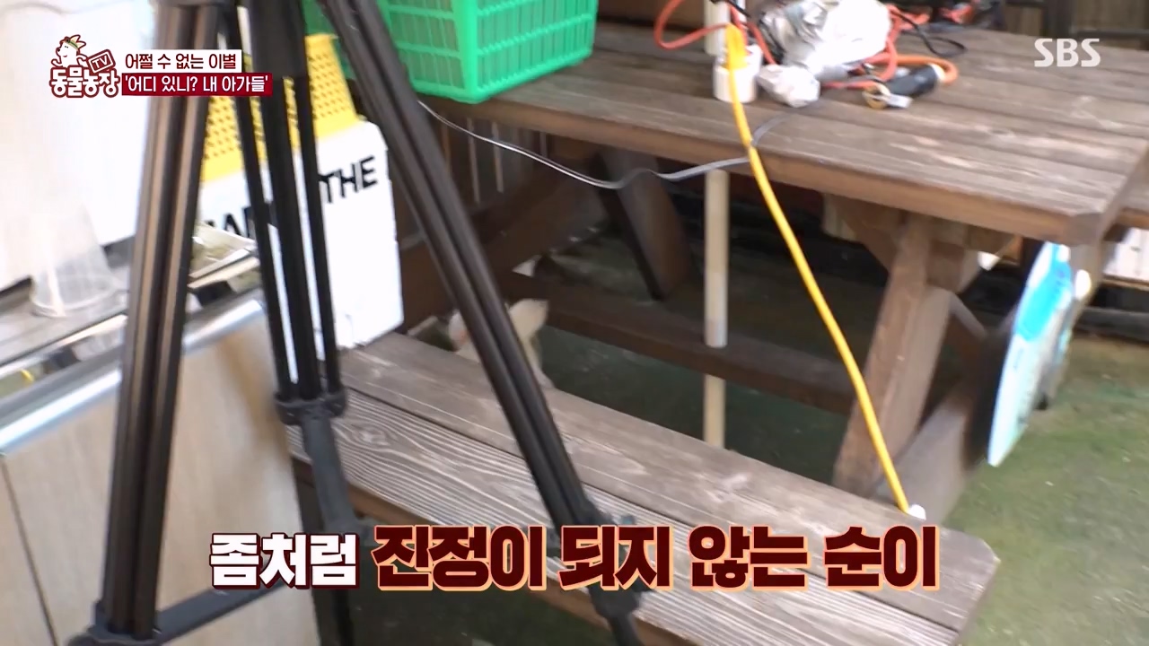 TV 동물농장.E1143.231030p-NEXT.mp4_20231029_164100.992.jpg