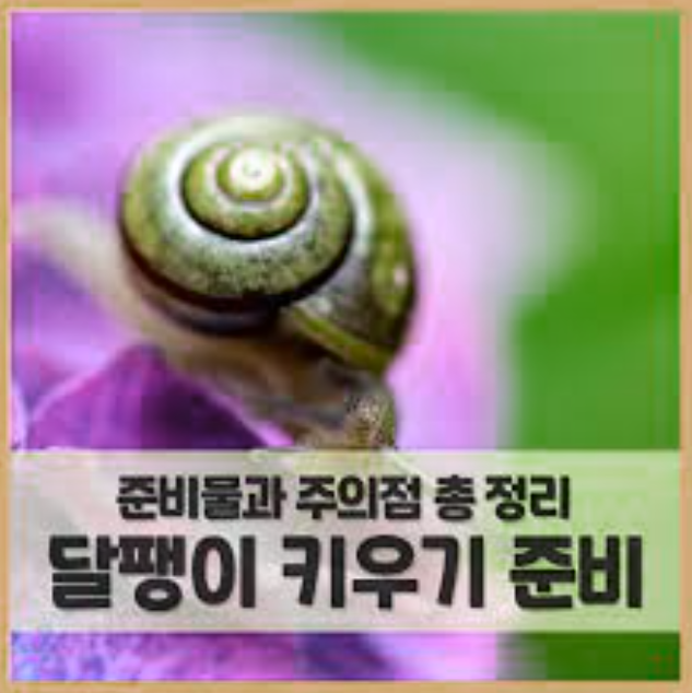 달팽이 키우기: 초보자를 위한 완벽한 가이드