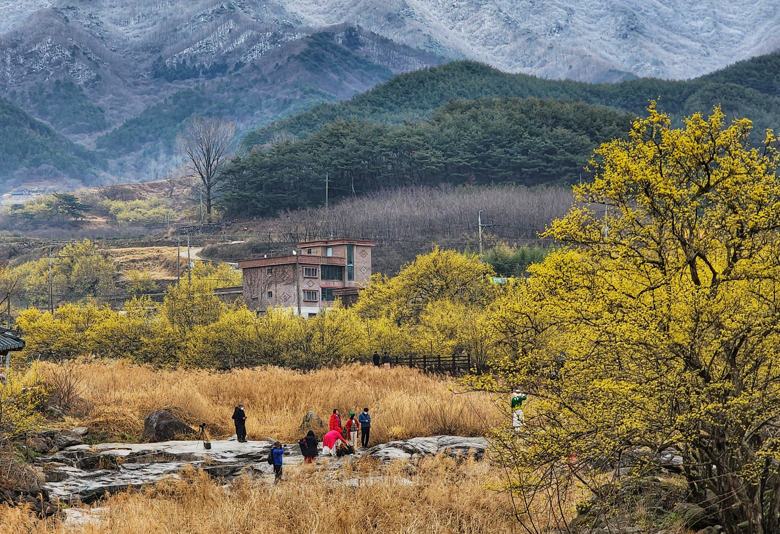 구례 산수유축제