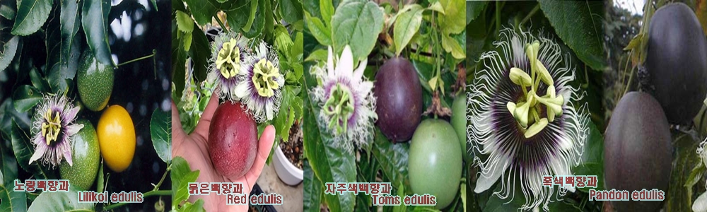 시계초/시계꽃/패션푸르트 4
