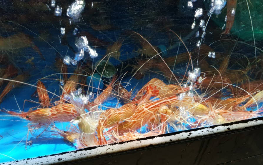 통풍에좋지않은식재료_새우